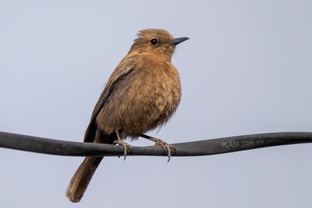 bicho de pé no microscópio|bicho de pé visto no microscópio