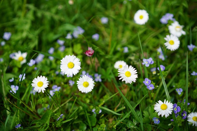 estrelabert