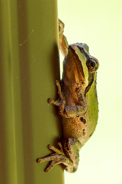 Foto do arquivo: fornecida por 【luckyland】