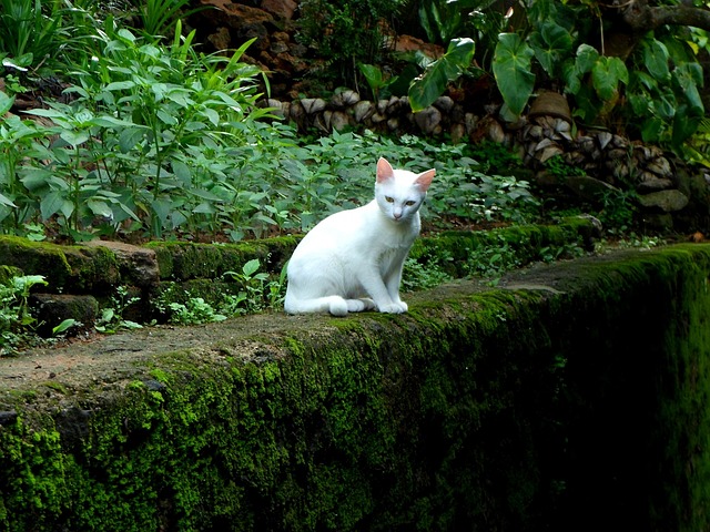 Foto do arquivo: fornecida por 【rabbit year fortune 2024】