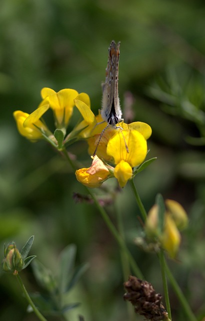 escanteios asiaticos