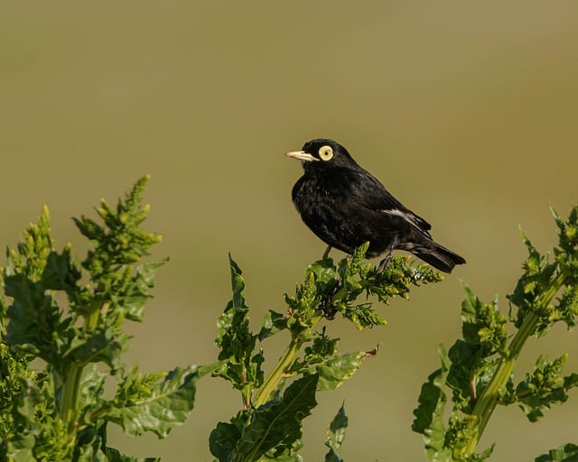 Foto do arquivo: fornecida por 【Resultado do bicho sorteado】