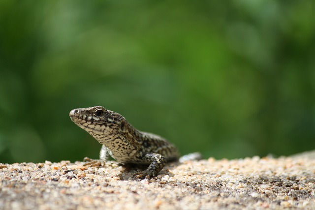 Pix forjado, criador