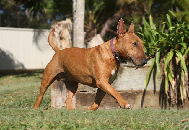 boomerang cassino