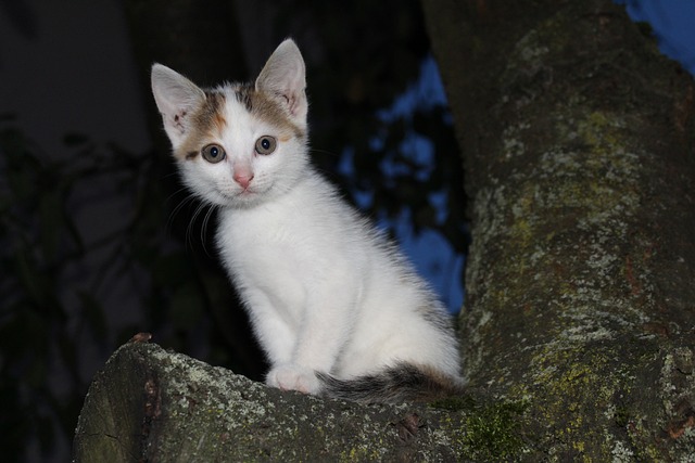 Foto do arquivo: fornecida por 【jogos de animais vertebrados e invertebrados】