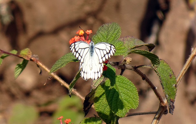 Foto do arquivo: fornecida por 【wildcasino】