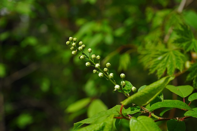 brabet fruit entrar