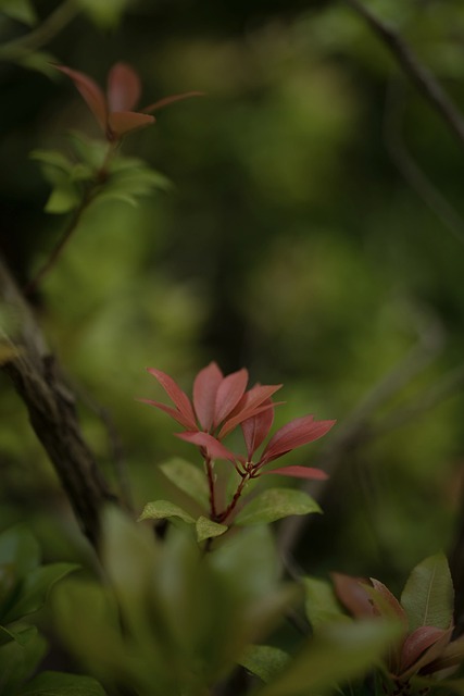 kalanchoe significado espiritual