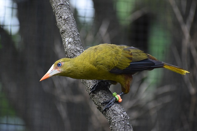 lua jogo cassino