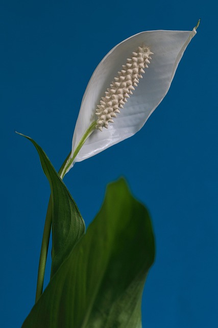 bolão betano