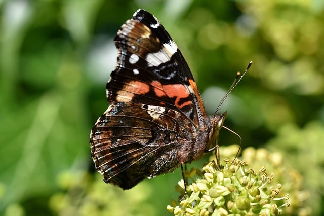 bibi ferreira fortuna