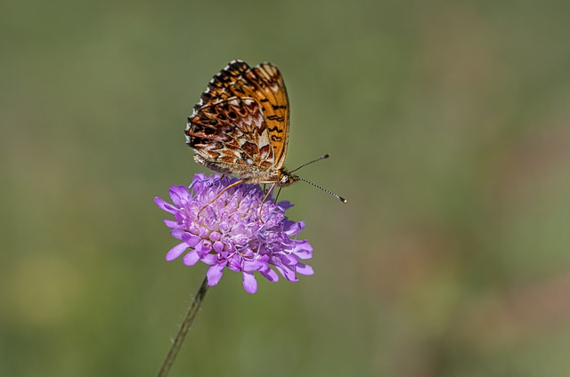 Foto do arquivo: fornecida por 【1xbets】