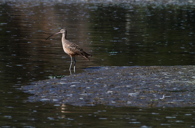 Foto do arquivo: fornecida por 【puxa do bicho】