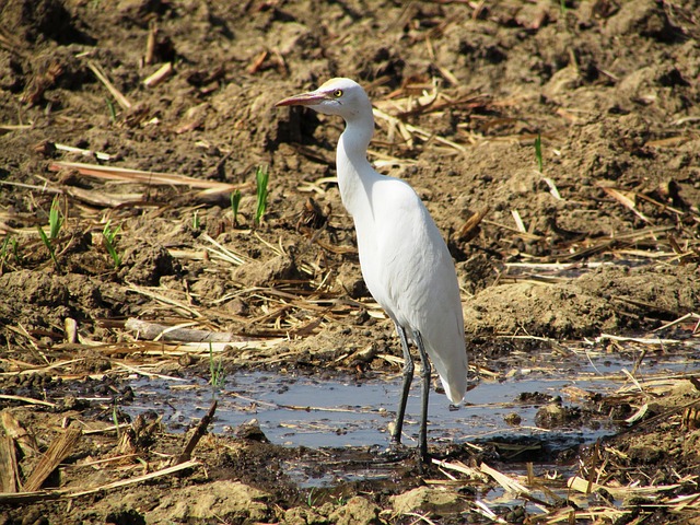 sonhar com cobra jogo do bicho joão bidu