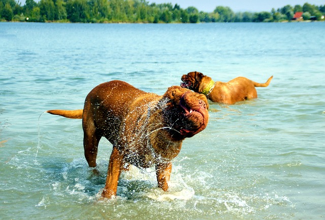 cachorro no jogo do bicho numero