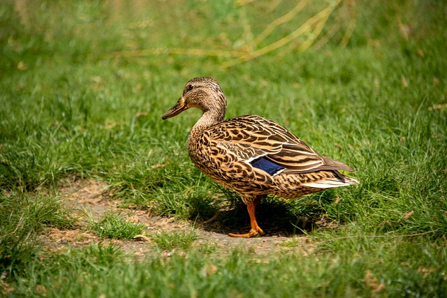 Foto do arquivo: fornecida por 【qual o bicho mais atrasado na federal】