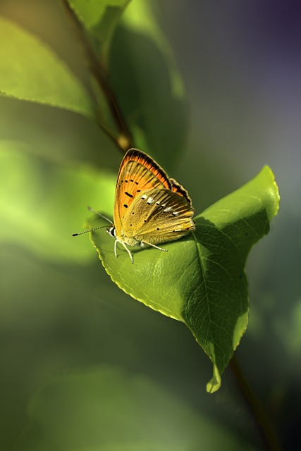 Foto do arquivo: fornecida por 【adventures beyond wonderland】