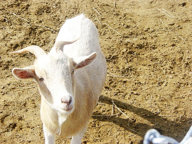 Palpites para o jogo de animais