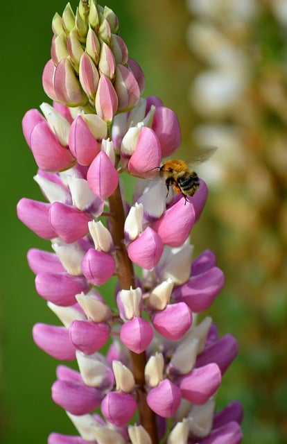 loteria genetica