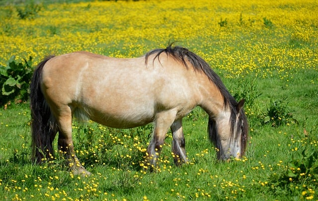 Foto do arquivo: fornecida por 【fortune ox como funciona】