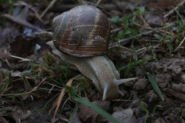 Foto do arquivo: fornecida por 【gelo mata bicho geográfico】