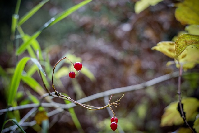 treasure coast wildlife sanctuary