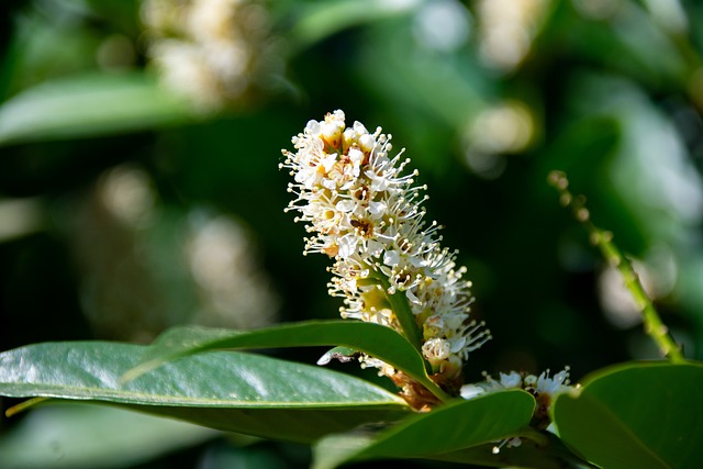 quina de sao joao