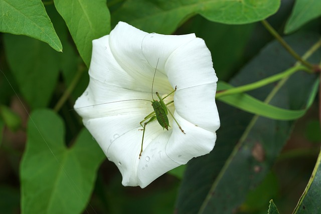 Foto do arquivo: fornecida por 【bonanza 388】