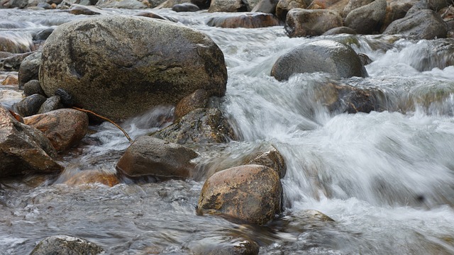 duck race roulette