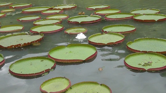 Foto do arquivo: fornecida por 【multiplicador de palavras】