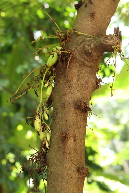 jogo jogo de cortar frutas