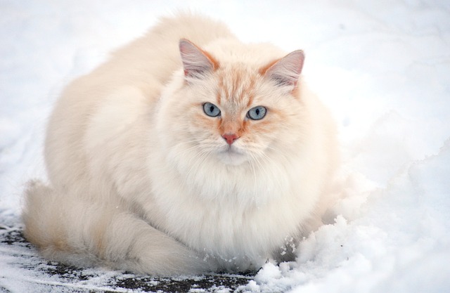 Foto do arquivo: fornecida por 【Melhor período para jogar Fortune Tiger】