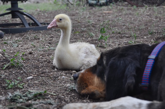 Foto do arquivo: fornecida por 【legge zan cosa dice】