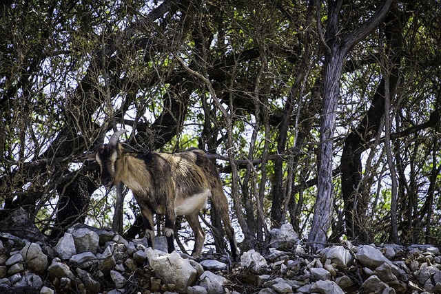 vai ser comido de bicho louvor