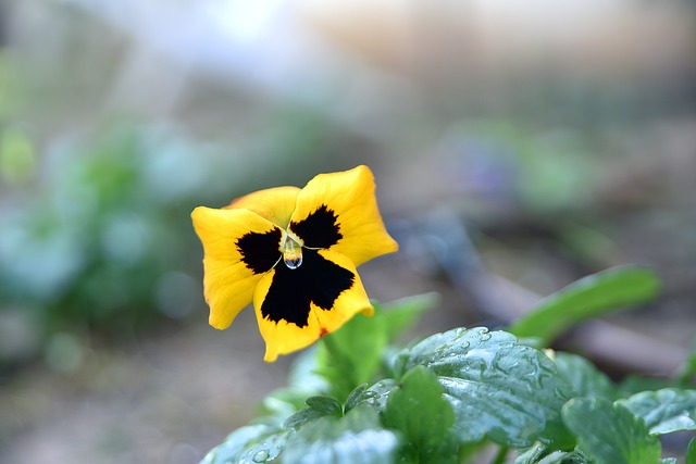 portuguesa x bragantino palpite