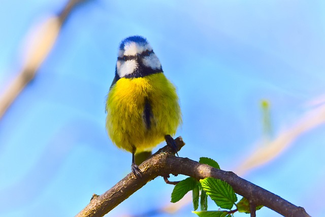 roleta anacapri