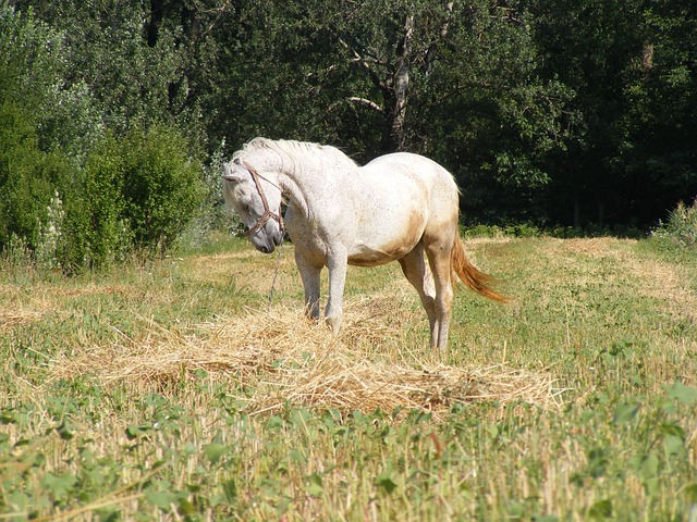 Foto do arquivo: fornecida por 【ayo gacor】