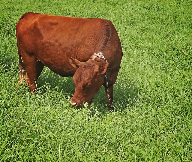 Foto do arquivo: fornecida por 【foguetinho de 1 real】