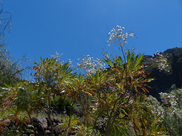 townsville flames