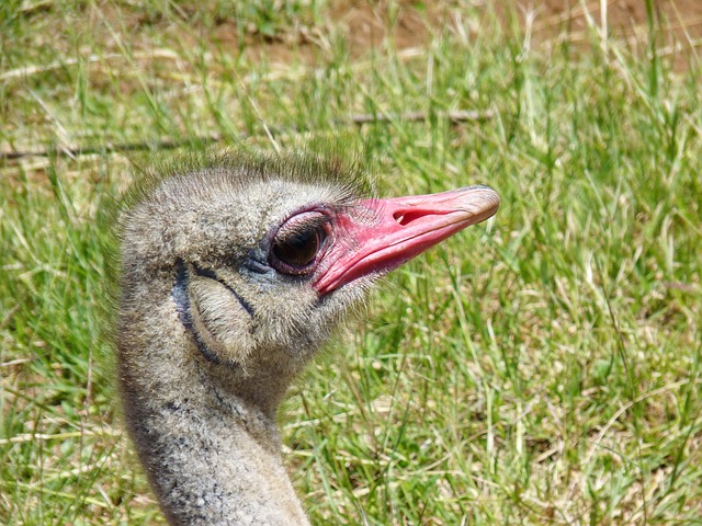 bicho preguiça fofinho