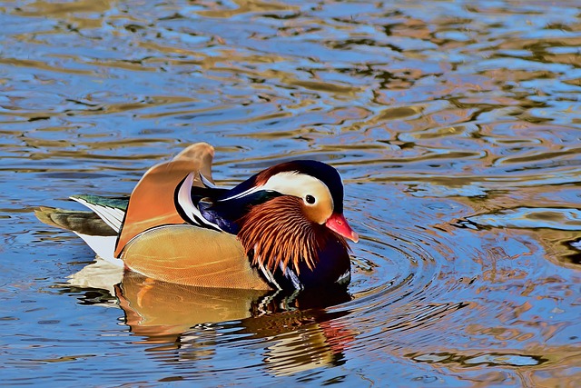 bicho atrasado na federal