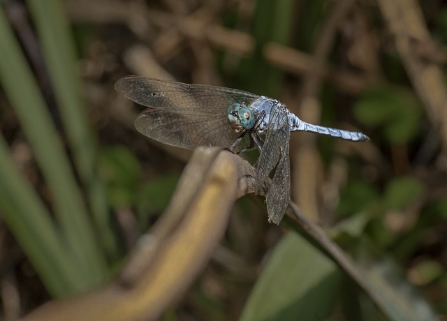 bicho cantagalo_resultado do 