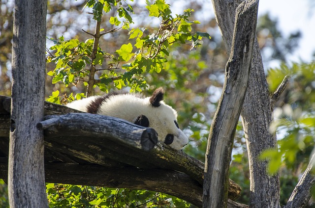 jogo de cuidar de bebê panda