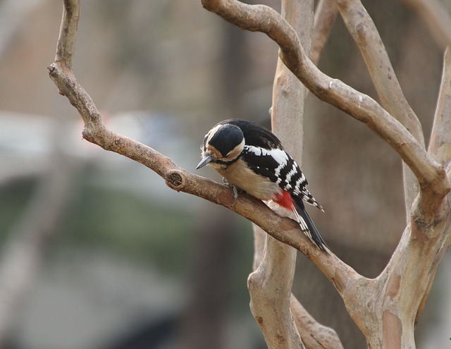 bicho sao paulo、bicho do são paulo