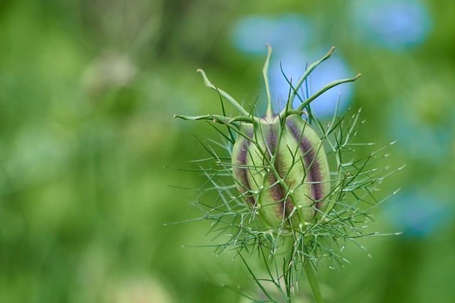 caca níqueis