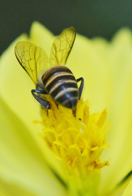 gloria perez fortuna