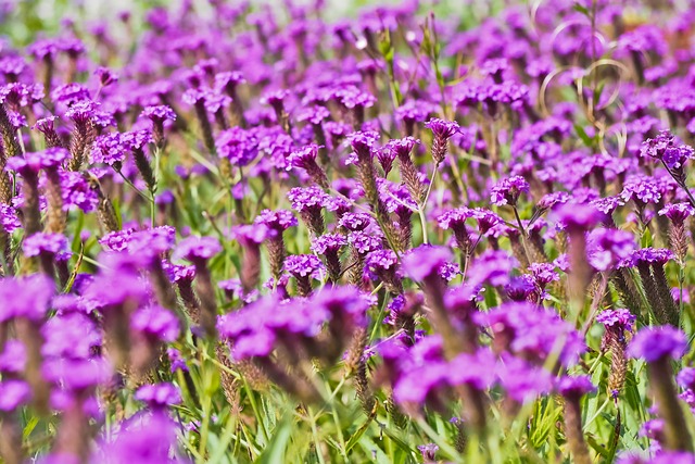 Foto do arquivo: fornecida por 【Sistema que dá crédito inicial no cadastro grátis】