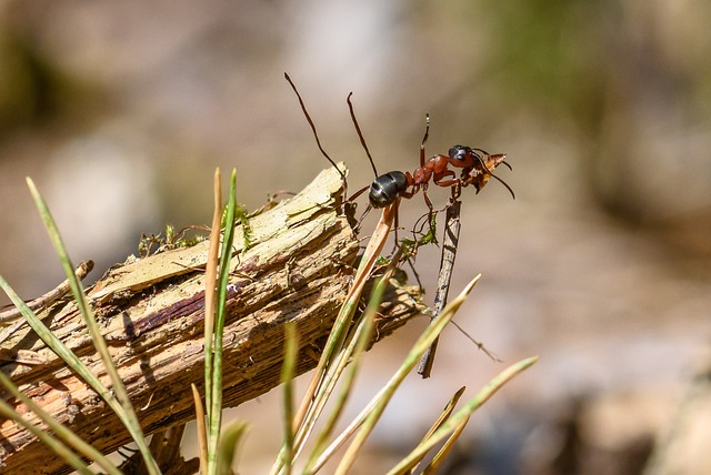 Foto do arquivo: fornecida por 【mbo88】