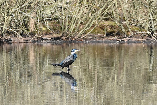 tigrinho plataforma