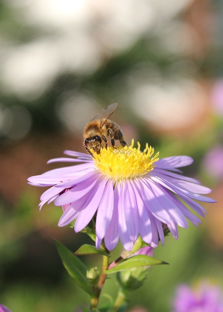 lotertia caixa